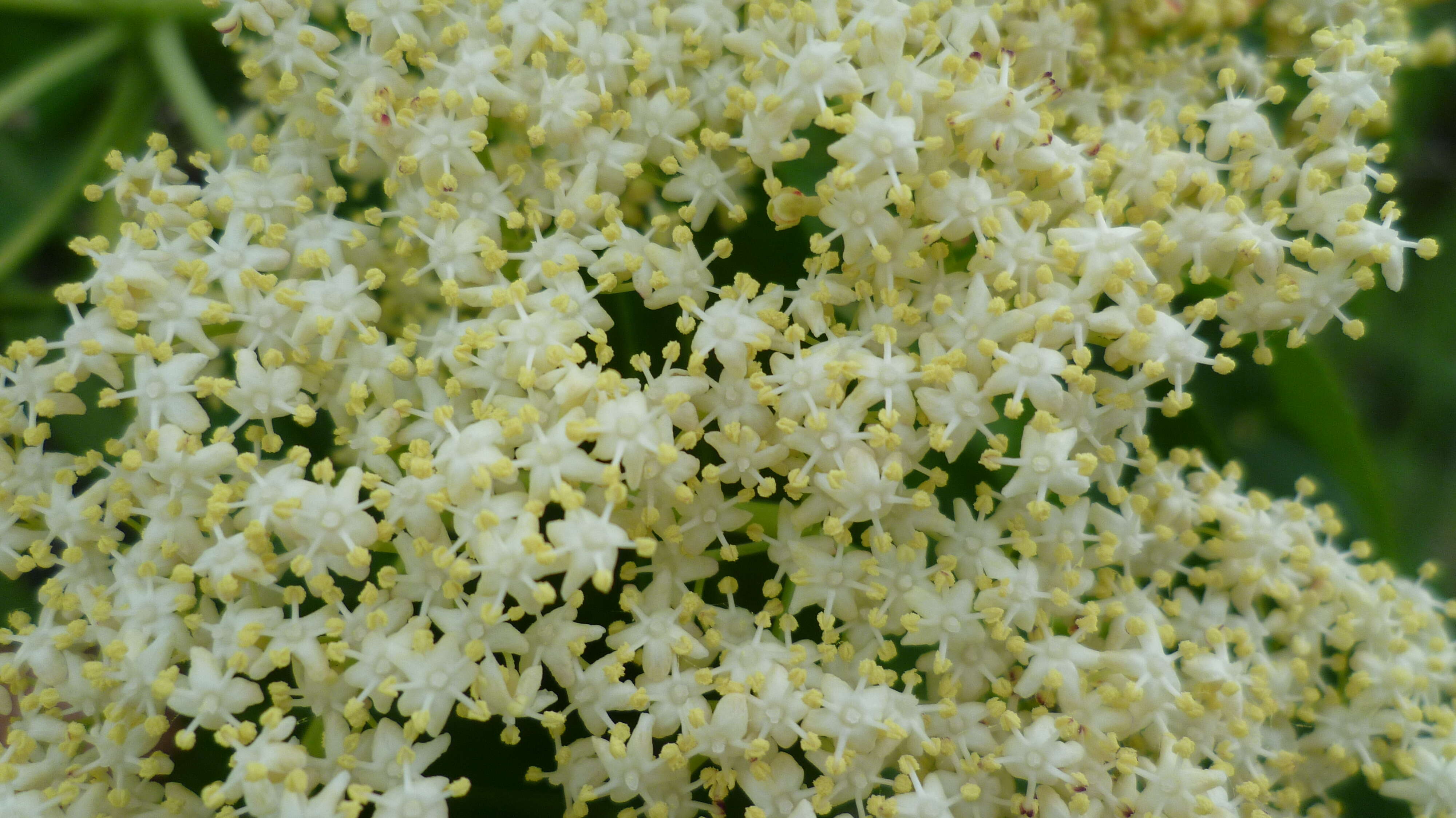 Image of Sambucus cerulea