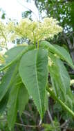 Image of Sambucus cerulea