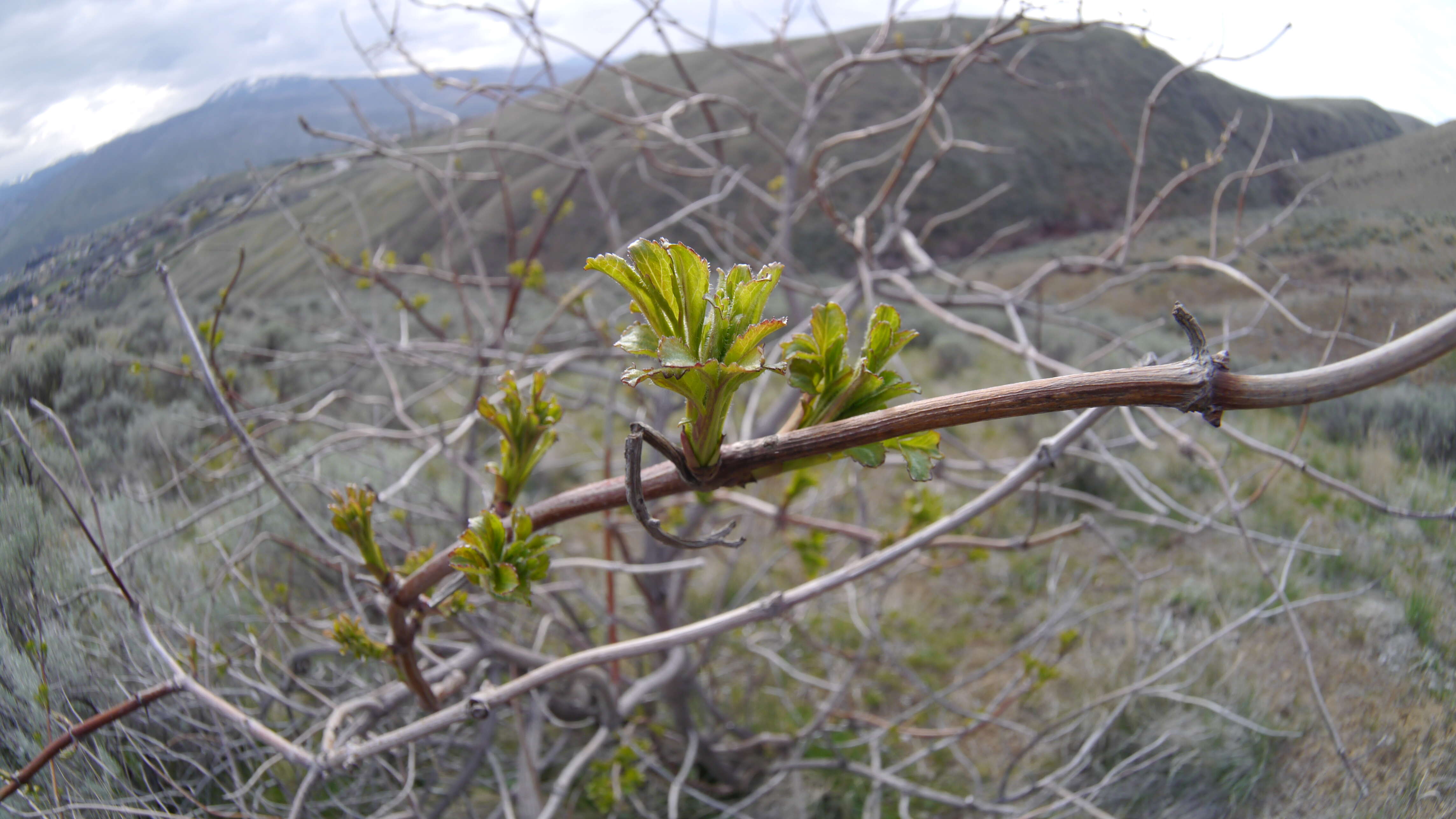 Image of Sambucus cerulea