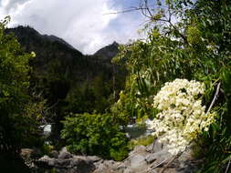 Image of Sambucus cerulea