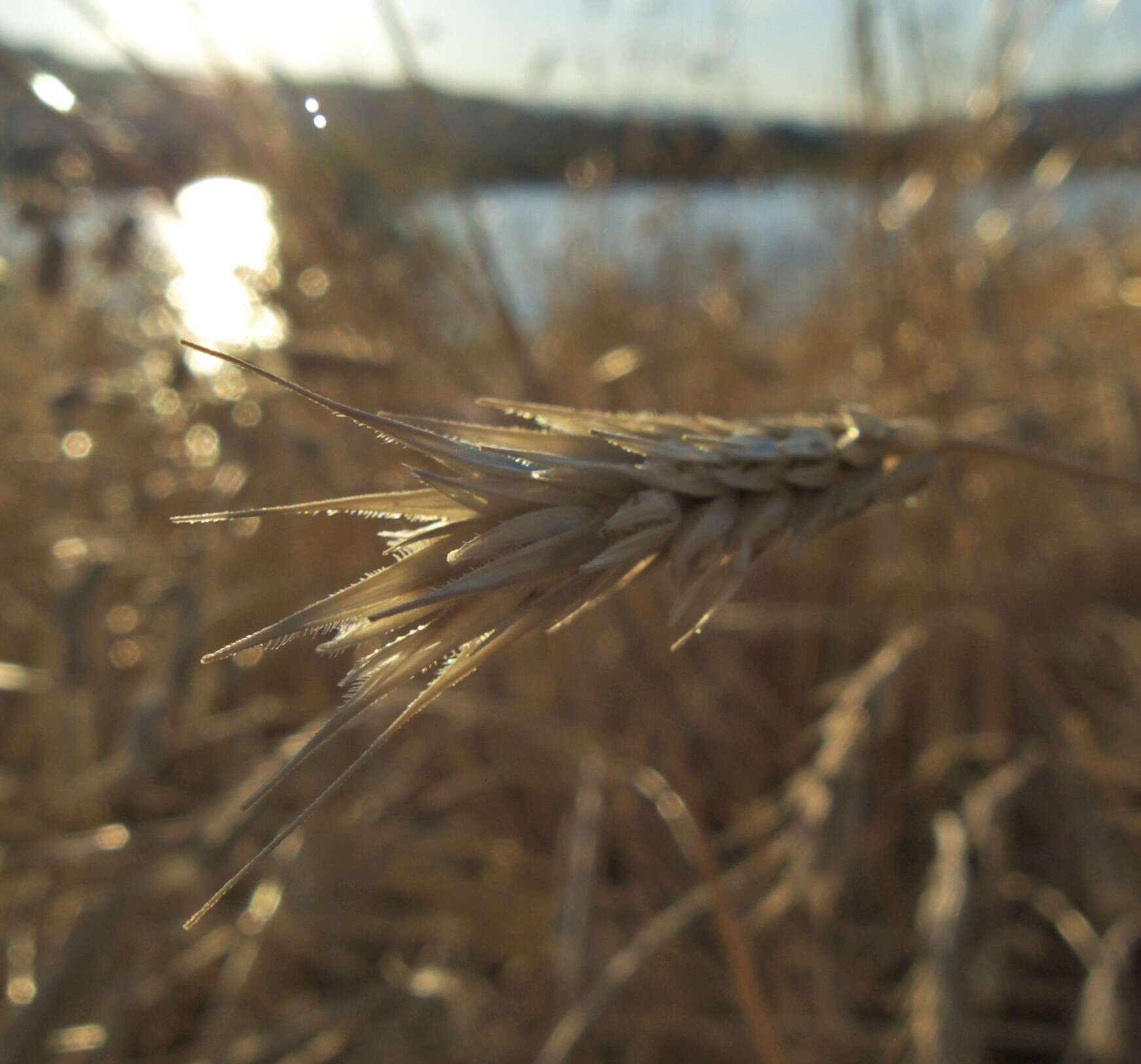 Image of rye