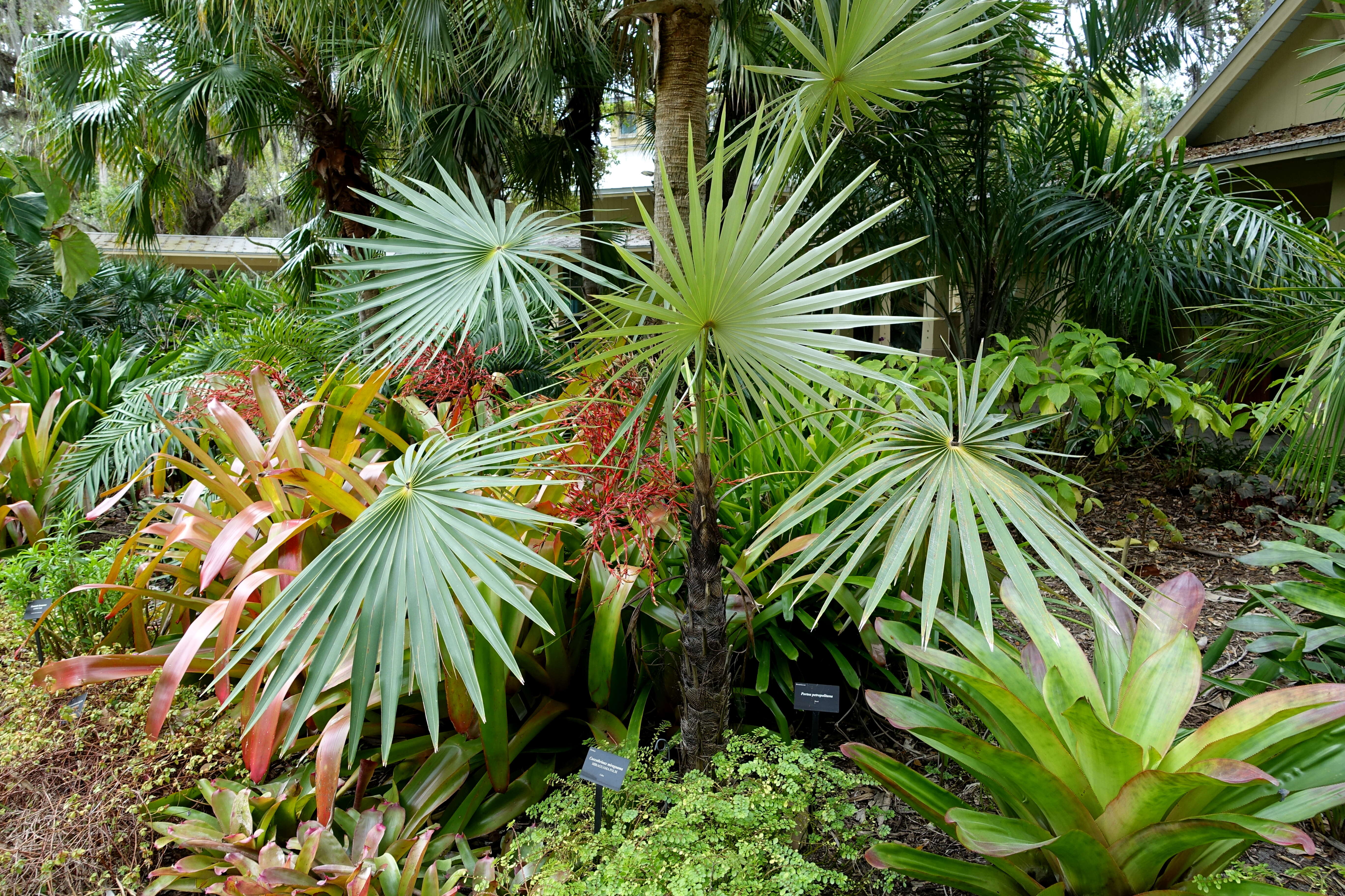 Image of Coccothrinax miraguama (Kunth) Becc.