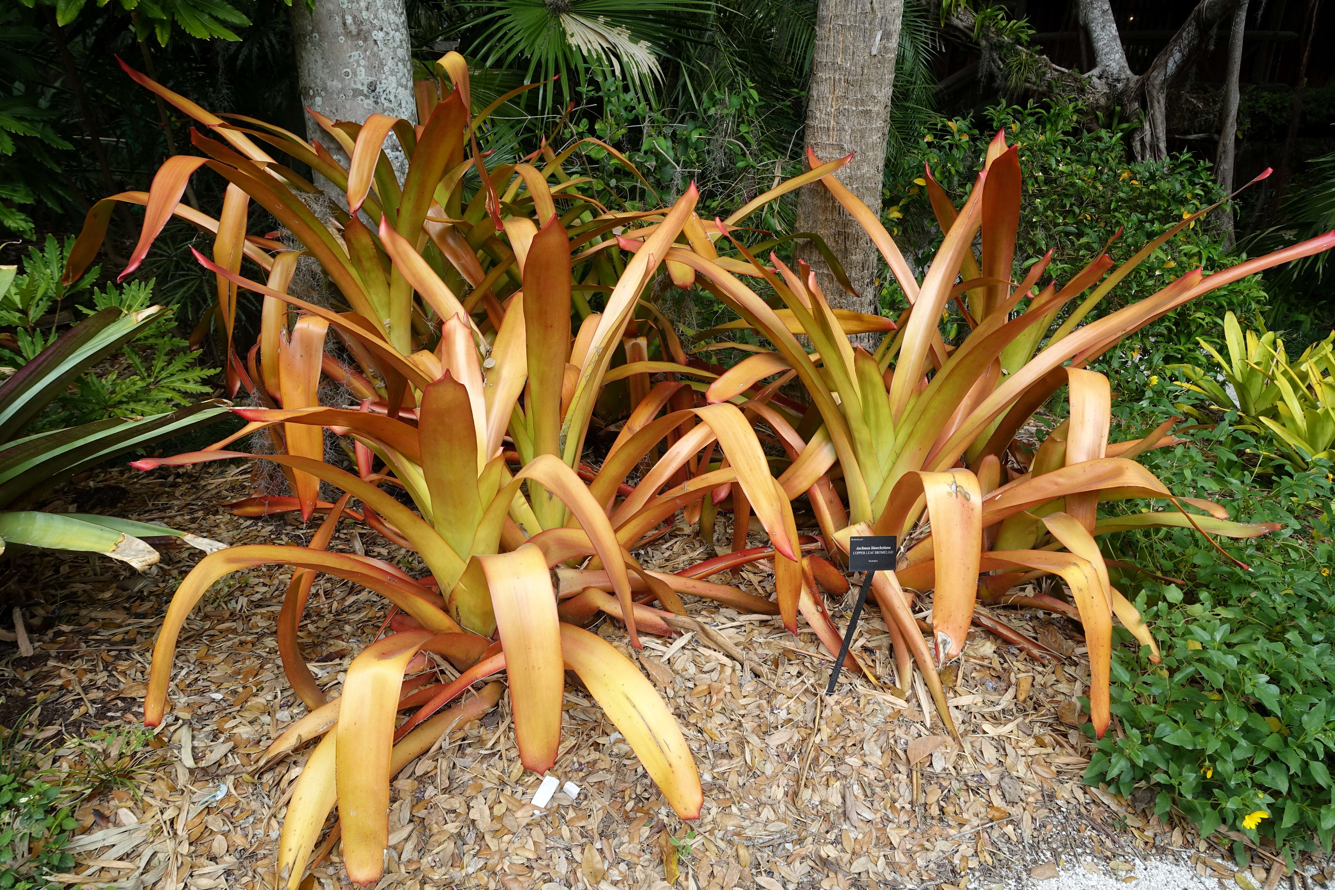 Image of Bromeliad