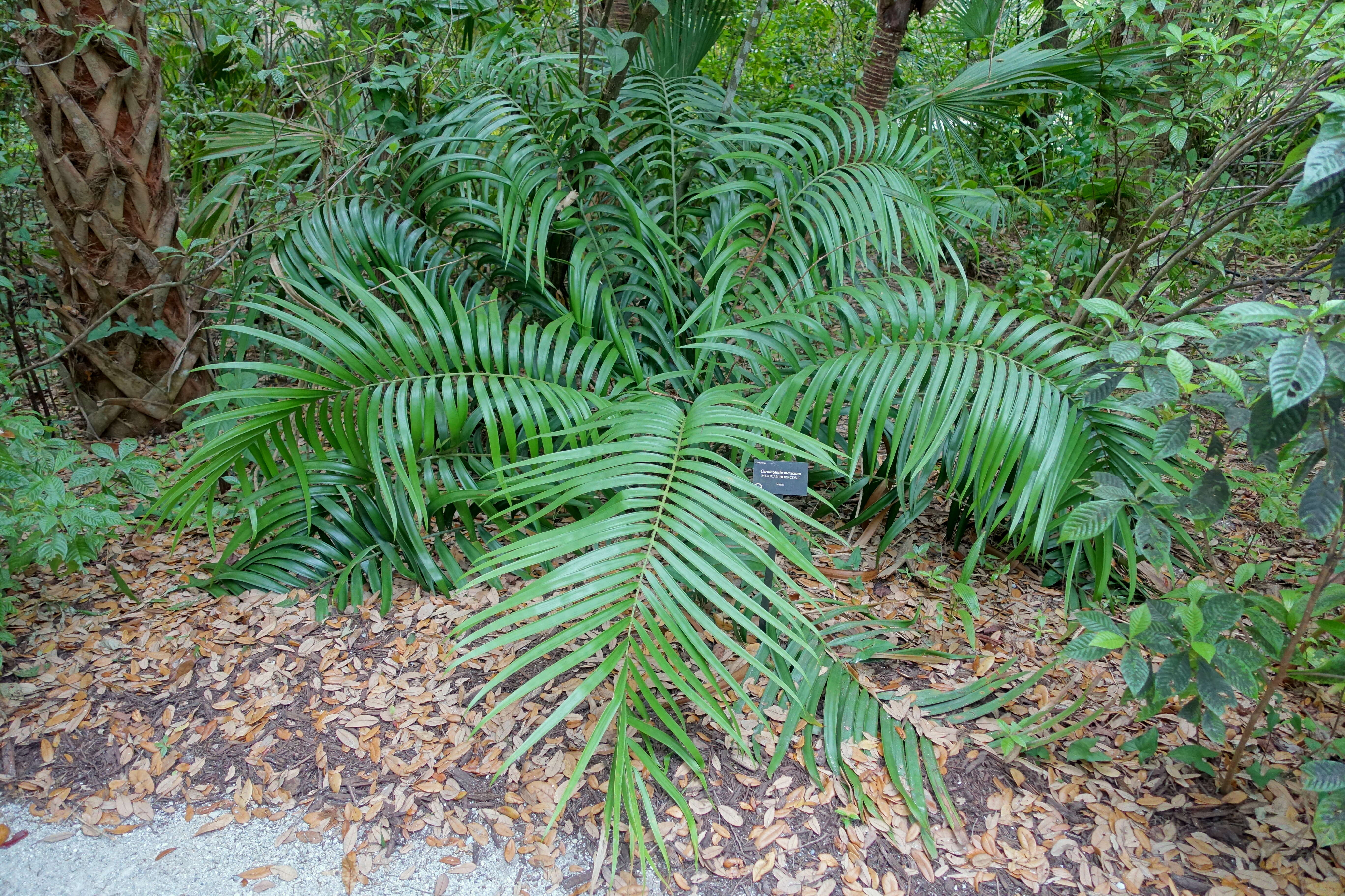 Image of Cycad