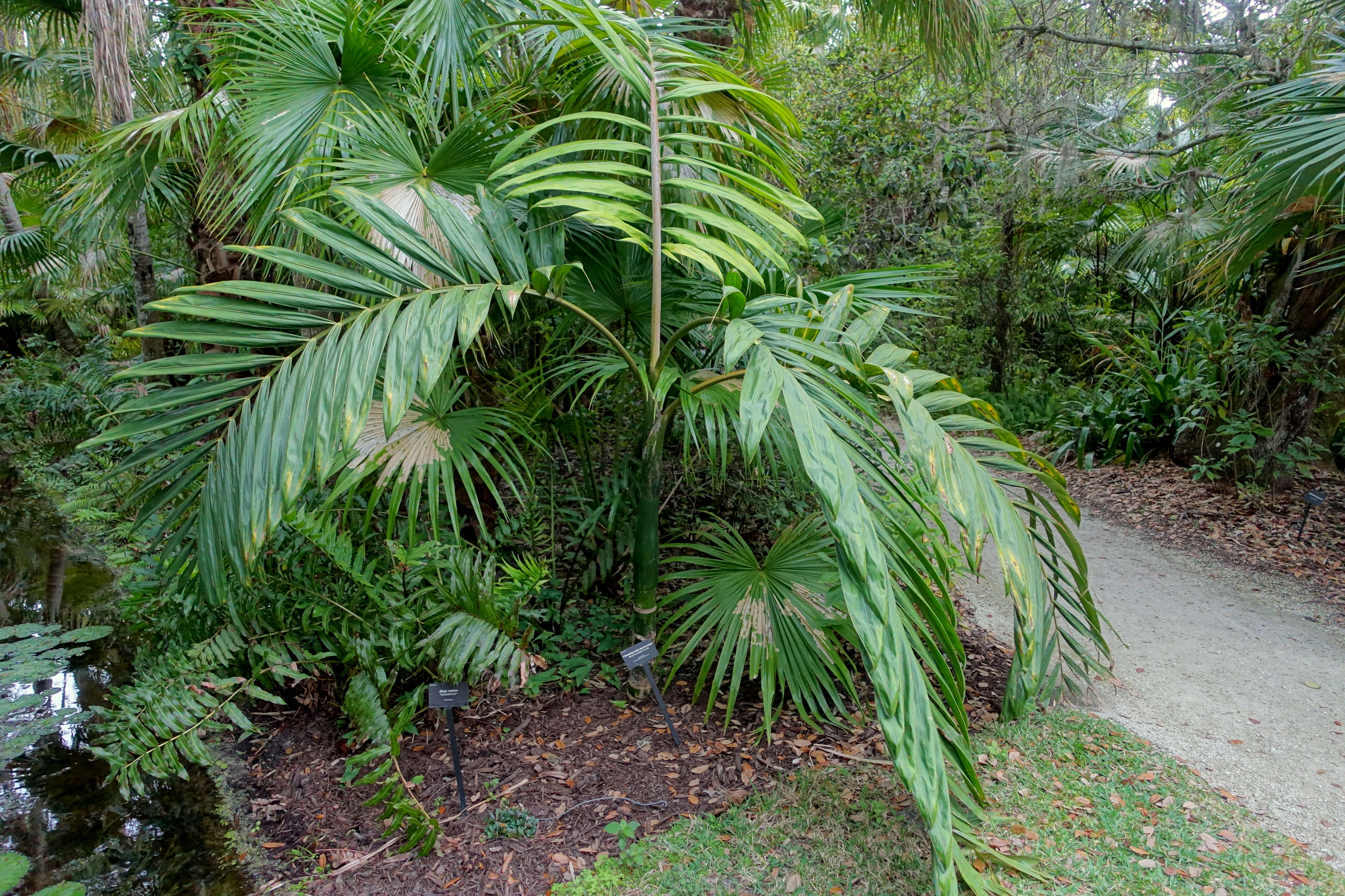 Image of Chambeyronia macrocarpa (Brongn.) Vieill. ex Becc.