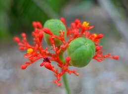 Image of goutystalk nettlespurge