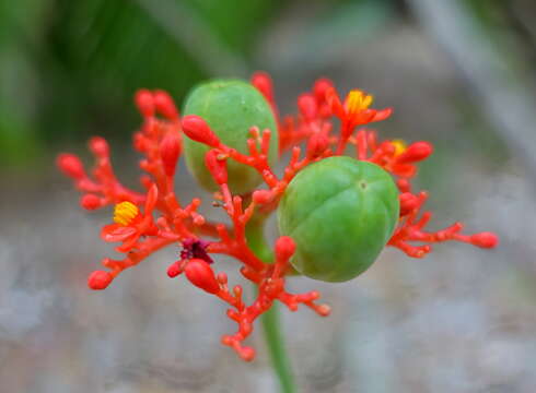 Imagem de Jatropha podagrica Hook.