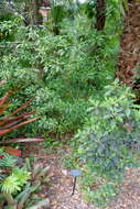 Plancia ëd Psychotria nervosa Sw.