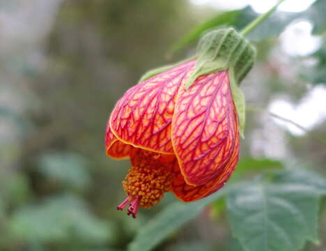 Image of Painted indian mallow