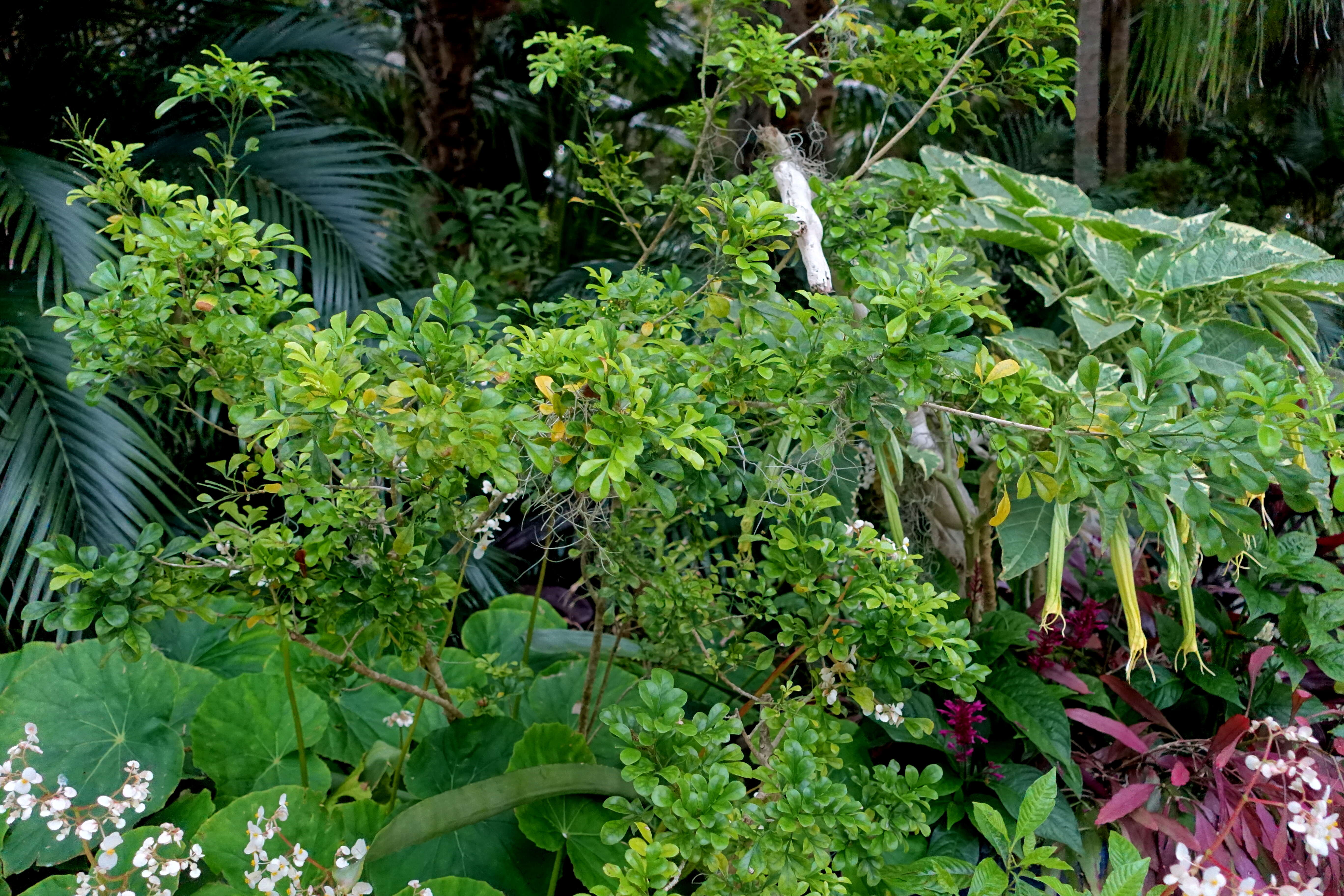 Image of Chinese perfume tree