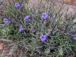 Image de Ruellia simplex Wright