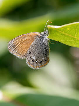 Image of Coenonympha glycerion