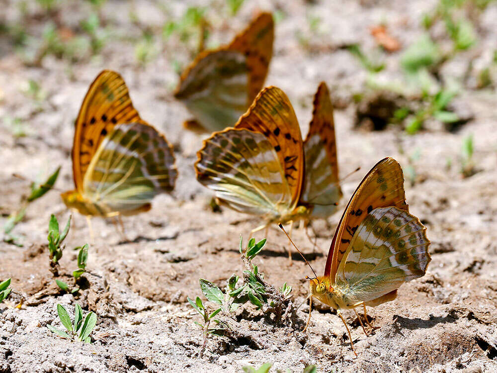 Imagem de Argynnis paphia Linnaeus 1758