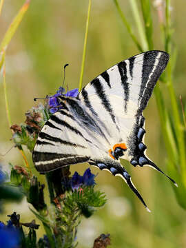 Image of Iphiclides