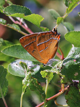 Image of Brown Hairstreak