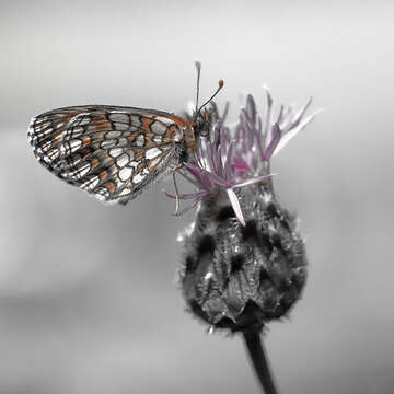 Image of Melitaea aurelia