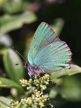 Image of Green Hairstreak