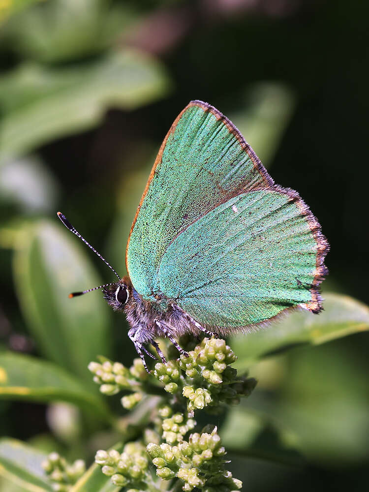 Plancia ëd Callophrys rubi (Linnaeus 1758)