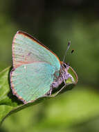 Plancia ëd Callophrys rubi (Linnaeus 1758)