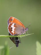 Coenonympha arcania Linnaeus 1761的圖片