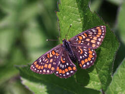 Plancia ëd Euphydryas maturna