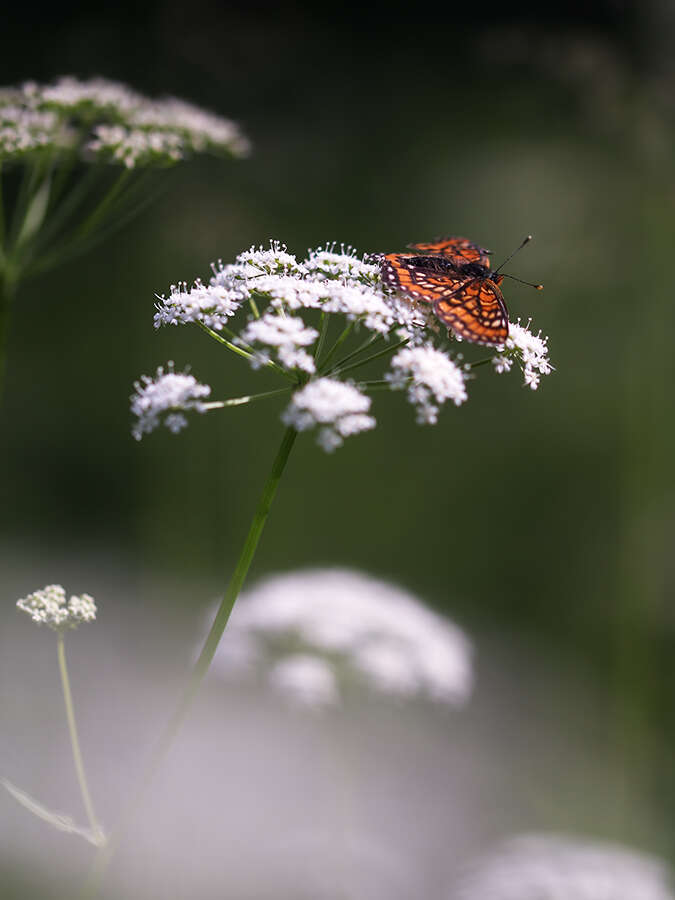 Plancia ëd Euphydryas maturna