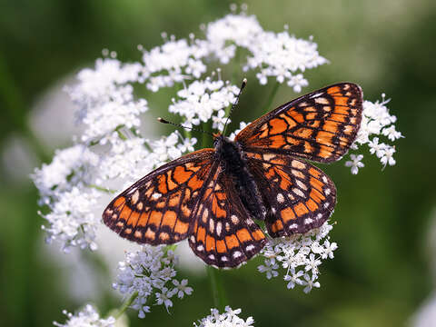 Plancia ëd Euphydryas maturna