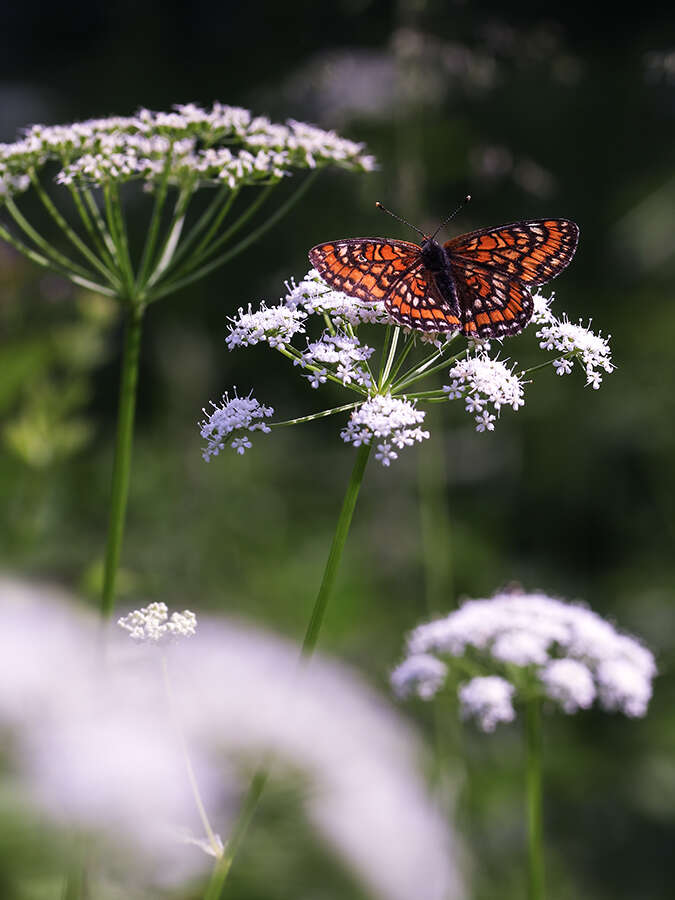 Plancia ëd Euphydryas maturna