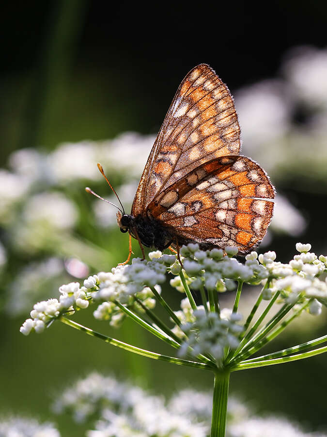 Plancia ëd Euphydryas maturna