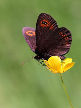 Image of woodland ringlet