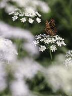 Image of Euphydryas maturna