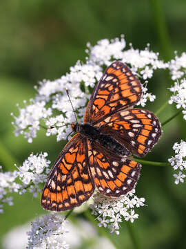 Image of Euphydryas maturna