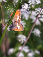 Coenonympha arcania Linnaeus 1761的圖片