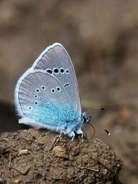 Image of Green-underside Blue