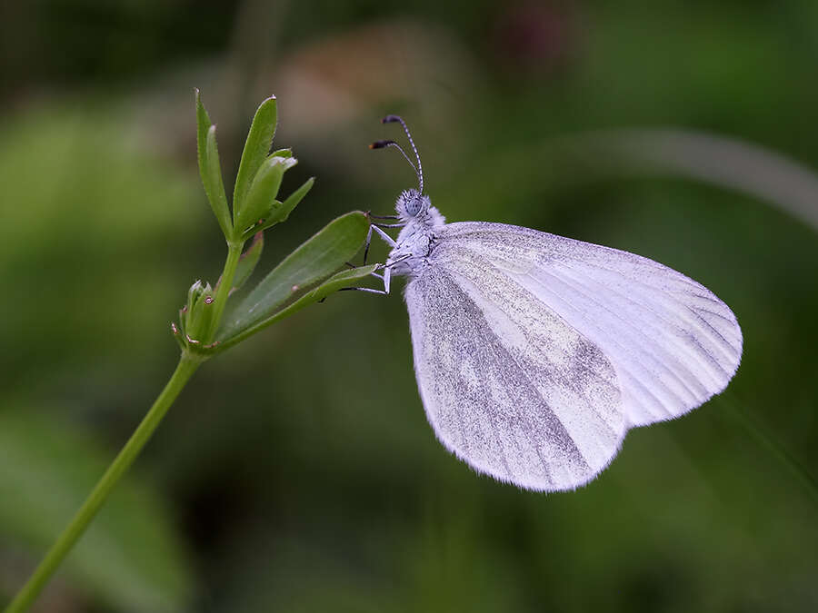 Image of Wood White