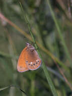 Image of Coenonympha glycerion