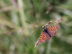 Image of glanville fritellary