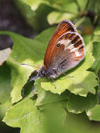 Sivun Coenonympha arcania Linnaeus 1761 kuva