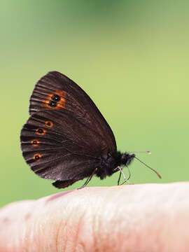 Image of woodland ringlet