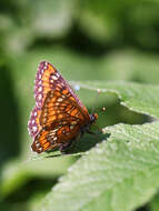 Image of Euphydryas maturna