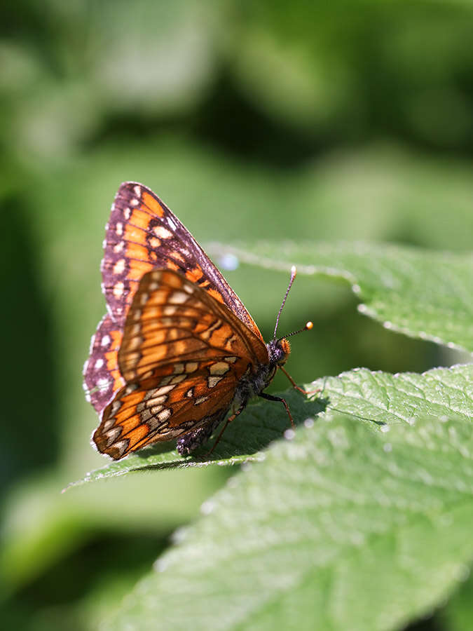 Plancia ëd Euphydryas maturna