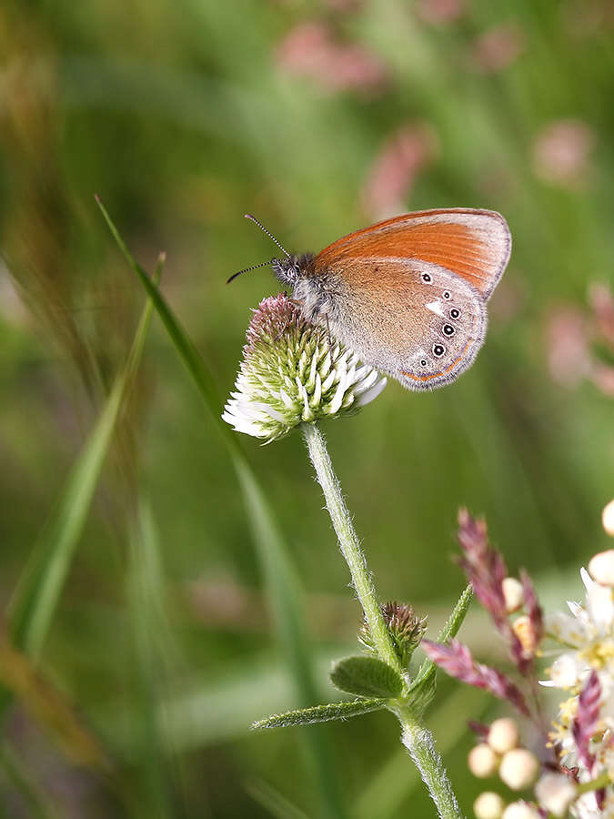 Image of Coenonympha glycerion