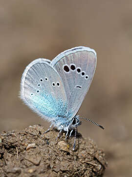 Image of Green-underside Blue