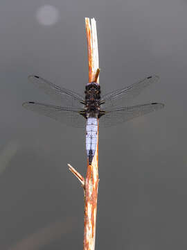 Слика од Libellula fulva Müller 1764