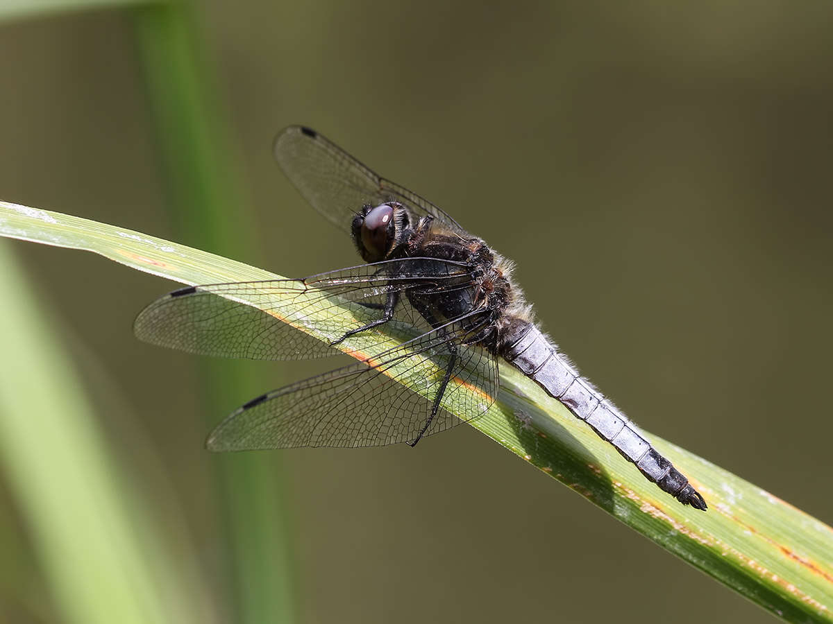 Image of Blue Chaser