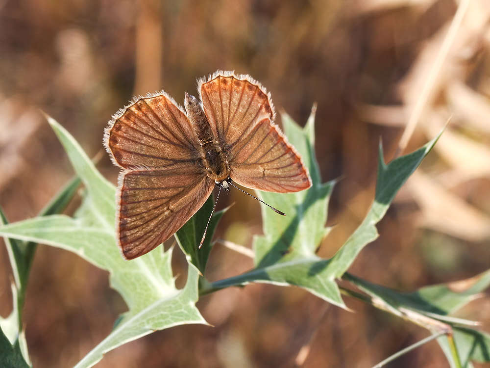 Image of Polyommatus admetus (Esper (1783))