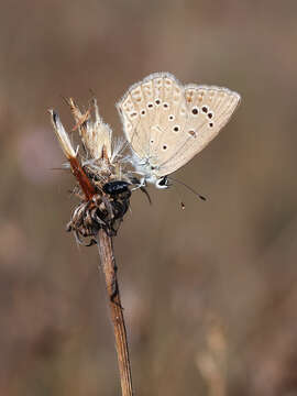 Image of Polyommatus admetus (Esper (1783))