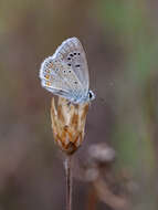 Image of Polyommatus dorylas