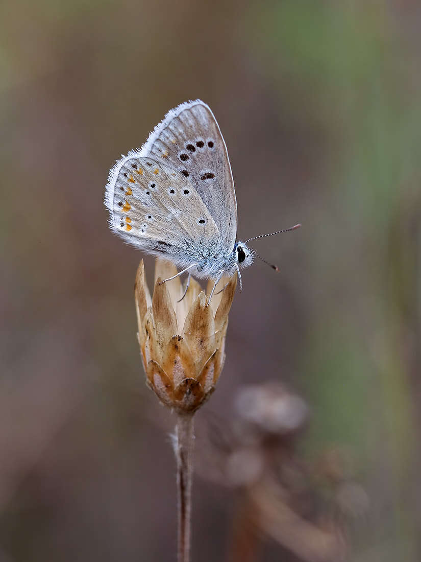 Image of Polyommatus dorylas