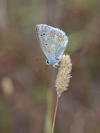 Image of Polyommatus dorylas